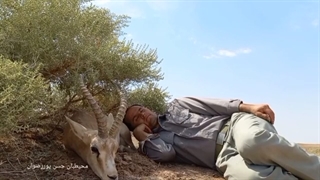 دوستی آهو و محیط بان در میاندشت