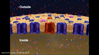 پتانسیل آرامش