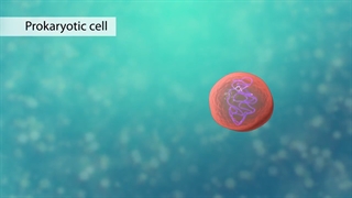 سلول و انواع آن