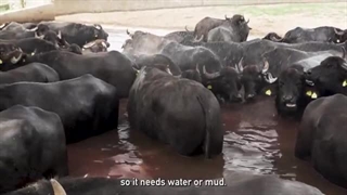 خط تولید پنیر موزارلا