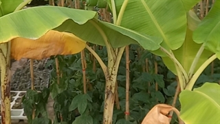 تفاوت موز کاردابا آمریکایی و موز کاوندیش پاکوتاه در نهالستان و گلخانه فروزانی