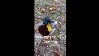 فیلم جنجالی بوسه فلور نظری پلاستیک لثه