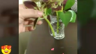 قلمه زدن گیاه توسط آقای آرمین خستو