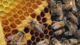 این جوجه زنبور رو ببین که تازه میخواد سر از تخم بیرون بیاره :)