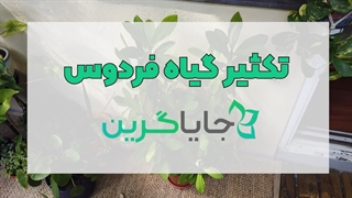 آموزش تصویری قلمه زدن گیاه فردوس