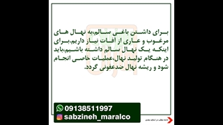 ضد عفونی ریشه نهال قبل از کاشت_مشاوره ی واتساپ09138511997_سبزینه مارال یزد