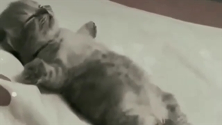 نـیازمَـنْـدِ یِــِ هَــمـدَمـ کپ