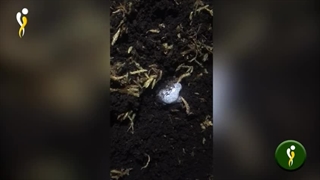 زالو در حال کوکون گذاری