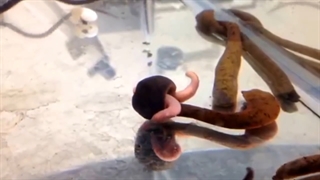 زالو گوشت‌خوار - زالو سمی