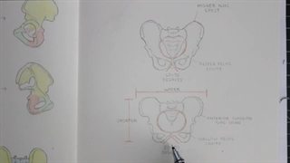 ✅ آموزش طراحی اسکلت لگن انسان
