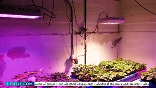 اموزش تصویری  صیفی جات کشت هیدروپونیک-لامپ های مناسب برای رشد فلفل هیدروپونیک