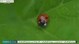 اموزش حرفه ای  کشت صیفی جات هیدروپونیک-جلوگیری از پیتیوم-مشکل گیاه گوجه فرنگی