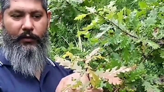بلوط روبور پاییزی هزار رنگ دارد