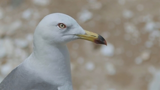 قسمت اول برنامه‌ی 'Analog Trip' از گروه NCT 127 + زیرنویس فارسی