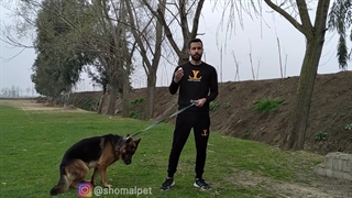 آموزش بشین به سگ