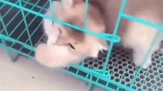 آیا حیوانی به نام گربه جامد است یا مایع ؟؟