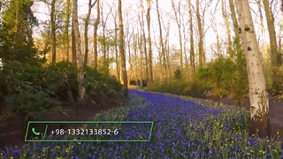 باغ گل کوکنهوف هلند