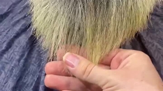 زرد شدن ریش سفید کراتینه شده09126074167