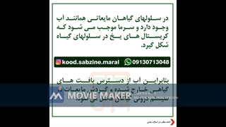 تفاوت سرمازدگی و یخ زدگی_مشاوره ی واتساپ 09130713048_سبزینه مارال یزد