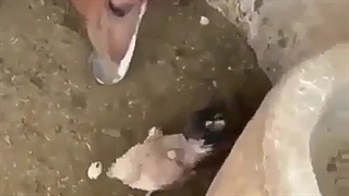 اسبِ جوجه میخوره؟