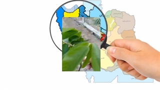 درآمد میلیاردی از گردو کاری