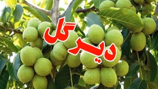 فروش نهال گردو پاکوتاه دیرگل ۰۹۱۴۸۲۸۶۳۴۱