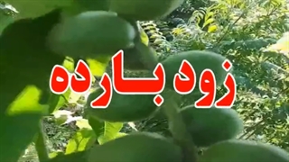فروش نهال گردو خوشه ای ۰۹۱۴۸۲۸۶۳۴۱