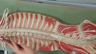 عملی قلب و عروق 15. پزشکی