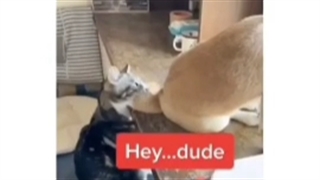 کرم ریختن سرایتی