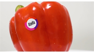 نمایی نزدیک از فلفل دلمه ای آتاویتا | فلفل دلمه ای سرشار از ویتامین c