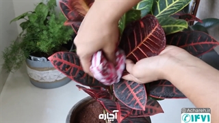 چگونه گیاهان آپارتمانی را بدون آسیب تمیز کنیم؟ | آچاره