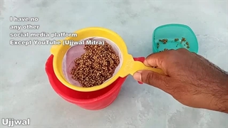کاشت و پرورش سبزی گشنیز در خانه