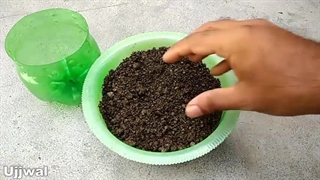 کاشت و پرورش گیاه زنجبیل در خانه