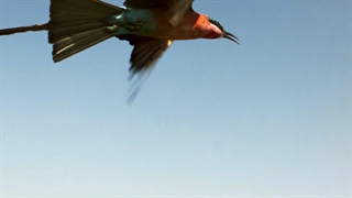 ویدیوی : فعالسازی مداخله الهی، ۲۱ دسامبر