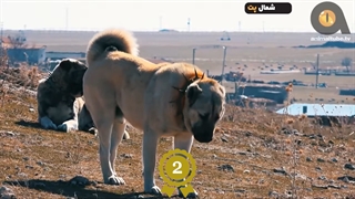 چه سگی مناسب شماست