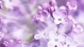 استوری شهادت حضرت فاطمه زهرا سلام الله علیها