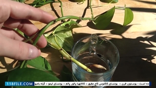 پیوند زدن گیاهان -(تعویض گلدان کاکتوس)