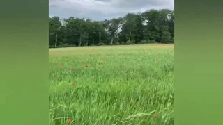 محمدرضا شجریان - لب خندان تو