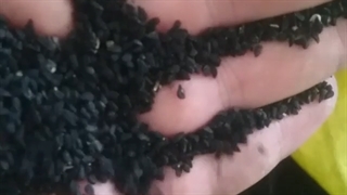 فروش فوق العاده سیاه دانه بوجاری شده با قیمت رقابتی