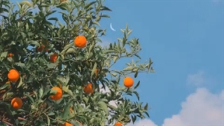 پُرتقال مَن تَولدُشه