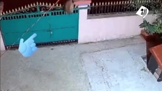 شکار شدن سگ توسط پلنگ