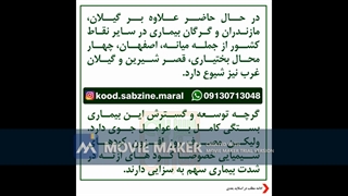 بیماری بلاست برنج_مشاوره ی واتساپ09130713048_سبزینه مارال