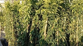 فروش نهال لیمو ترش خونی استرالیایی در نهالستان فروزانی