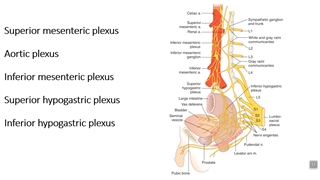سیستم عصبی لگن.پزشکی