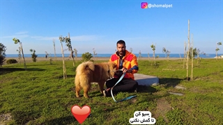 اطمینان در تربیت سگ