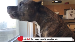 آموزش رفع واق واق سگ