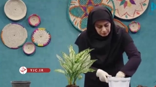 آموزش نگهداری از گل آپارتمانی همیشه سبز در منزل