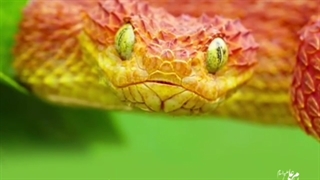 دنیا مانند مار