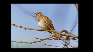 آهنگ صدات صدا بود وقتی که میخوندی