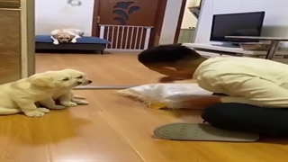 وقتی صاحب سگ میخواد دوستش رو بزنه